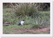 14SerengetiDayGameDrive - 152 * Sacred Ibis.